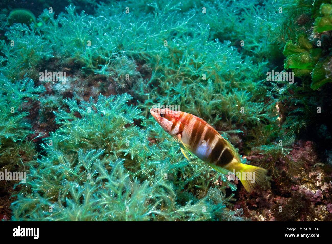 Dipinto dalla pettinatrice (Serranus scriba), il parco marino Dragonera, Sant Elm, Maiorca, isole Baleari, Spagna Foto Stock