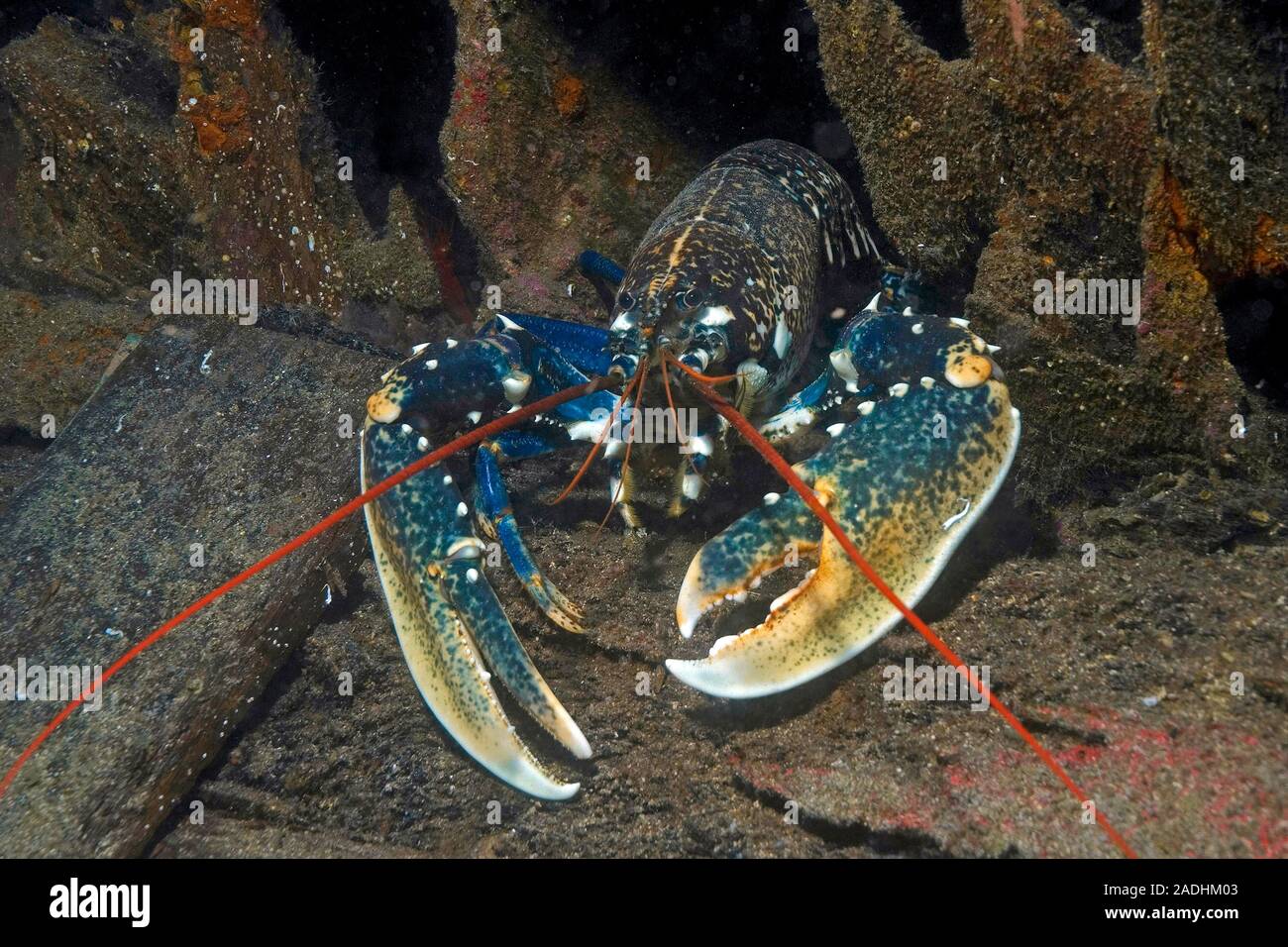 Astice (Homarus gammarus), il parco marino Dragonera, Sant Elm, Maiorca, isole Baleari, Spagna Foto Stock