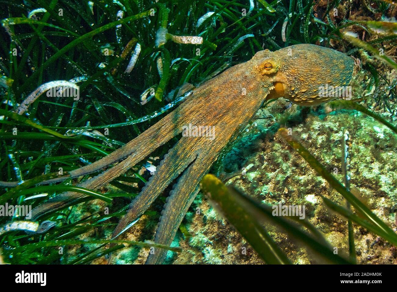 Polpo (Octopus vulgaris) ad alghe marine park Dragonera, Sant Elm, Maiorca, isole Baleari, Spagna Foto Stock