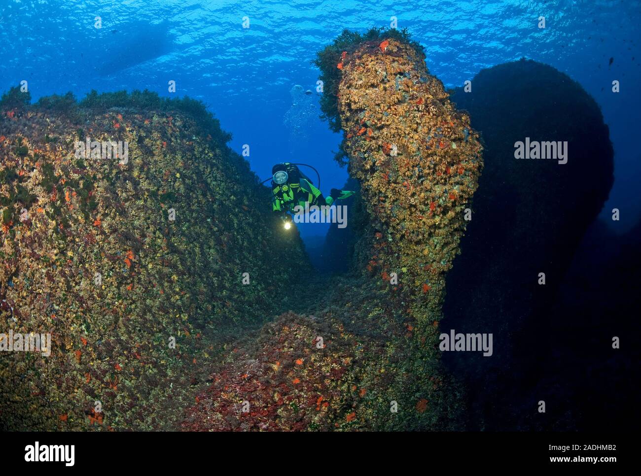 Scuba Diver in un colorato rocky reef, riserva naturale e parco marino Dragonera, Sant Elm, Maiorca, isole Baleari, Spagna Foto Stock