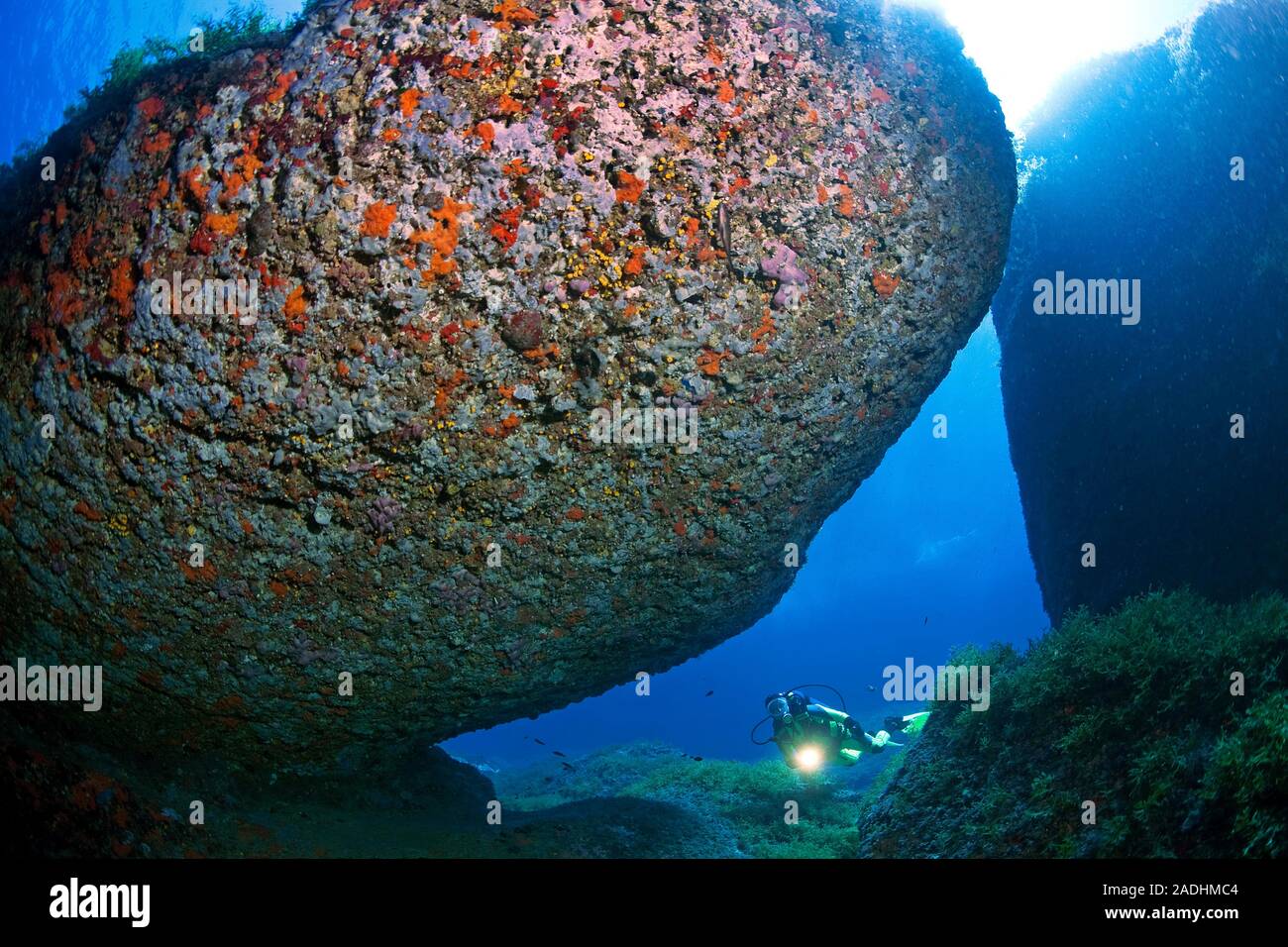 Scuba Diver in un colorato rocky reef, riserva naturale e parco marino Dragonera, Sant Elm, Maiorca, isole Baleari, Spagna Foto Stock