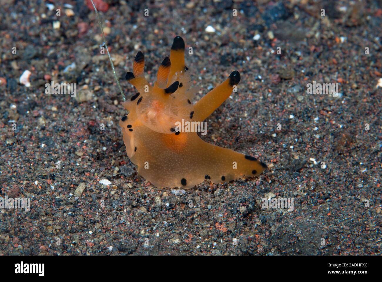 Nudibranch Thecacera sp. Foto Stock