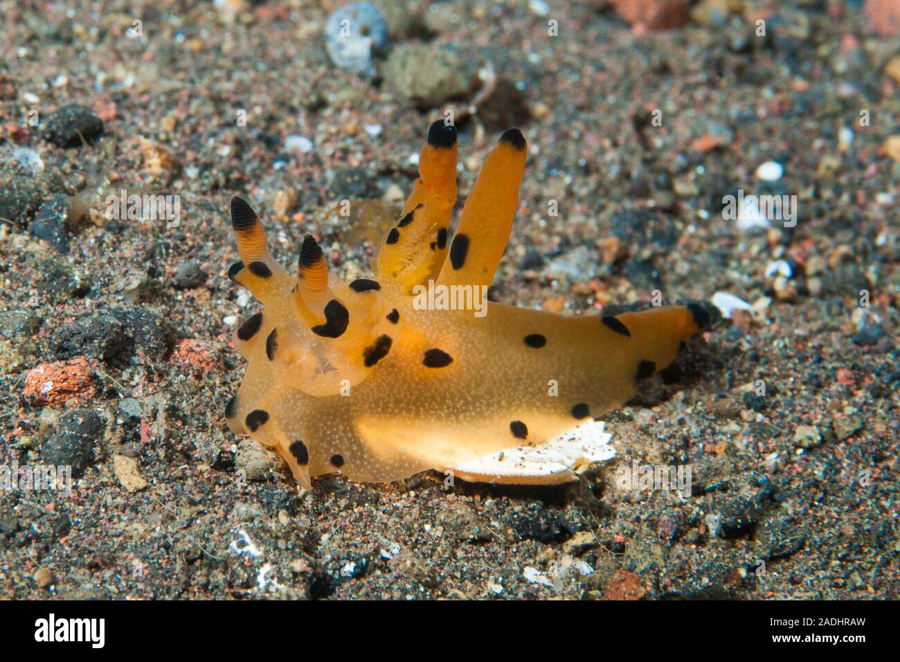 Nudibranch Thecacera sp. Foto Stock