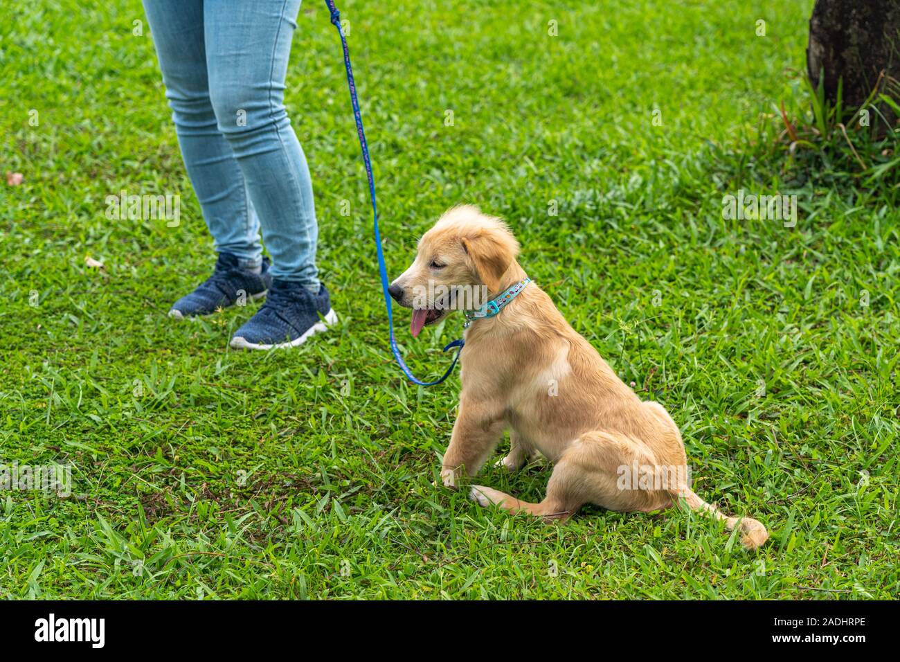 Poco golden retriever cucciolo indossando guinzaglio seduto sull'erba Foto  stock - Alamy