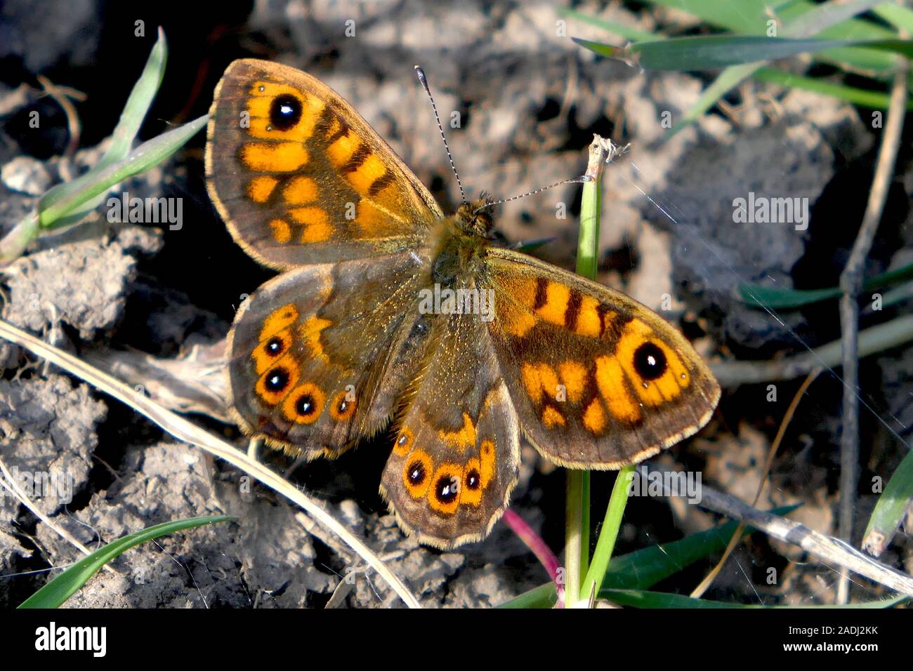 Parete Butterfly (Lasiommata megera). Foto Stock