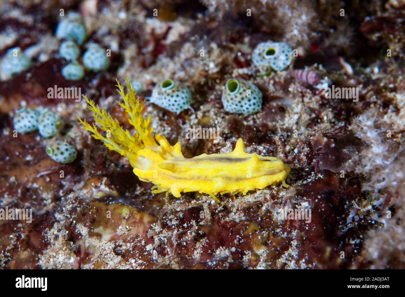 Cetriolo di mare giallo Colochirus robusta Foto Stock