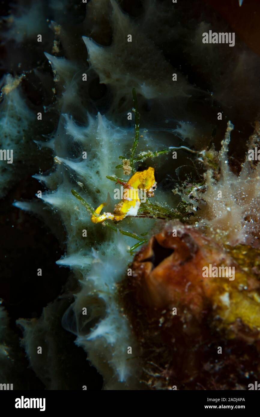 Pontohi Pygmy Seahorse, Hippocampus pontohi Foto Stock