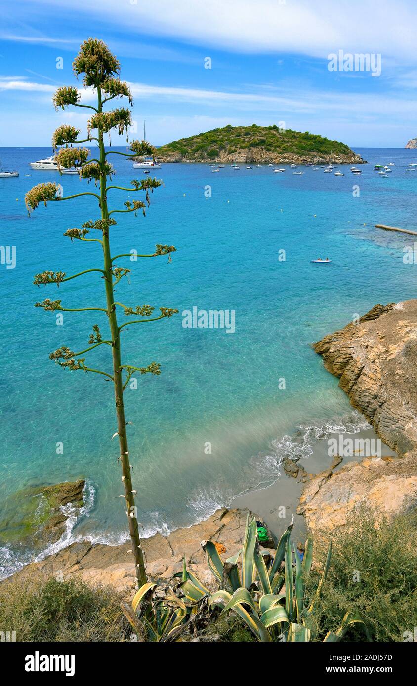 La minuscola isola Pantaleu a San Telmo, Agave, impianto sentry, secolo impianto, maguey aloe o American aloe (Agave americana), Mallorca, Spagna Foto Stock
