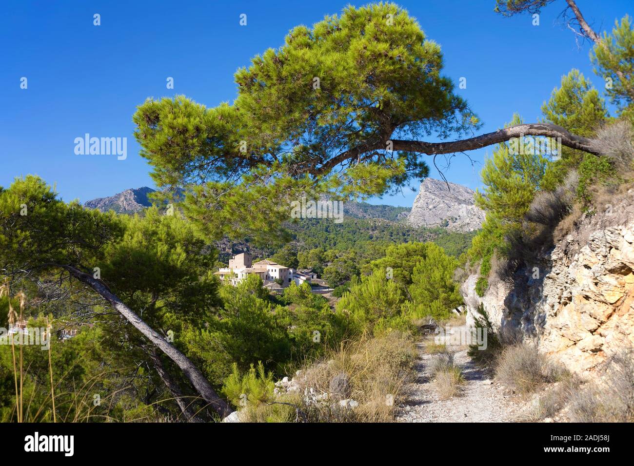 Alberi formata dal vento, Pinie tree (Pinus pinea) in corrispondenza di un escursionista sentiero sopra San Telmo, Maiorca, isole Baleari, Spagna Foto Stock