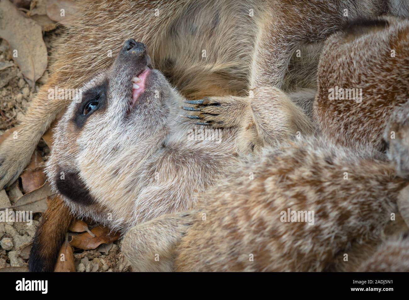 Un meerkat sdraiato in un huddle mostra denti aguzzi e artigli Foto Stock