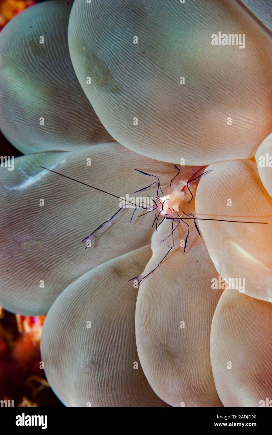 Bolla di gamberi di corallo Vir philippinensis Foto Stock