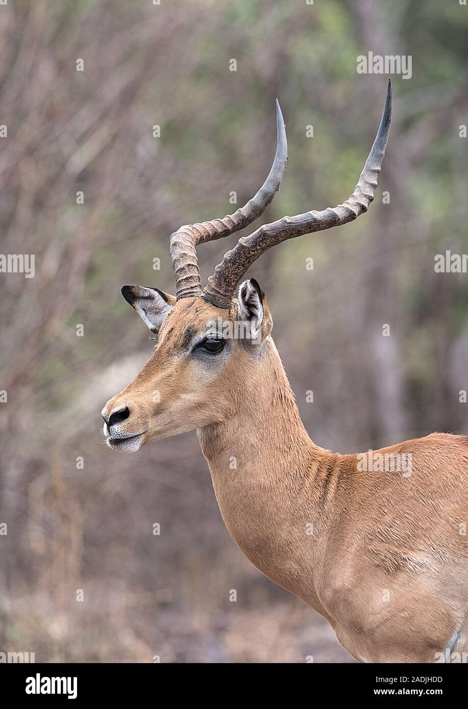 Ritratto di un Impala ram del Nxai Pan Parco Nazionale del Botswana Foto Stock