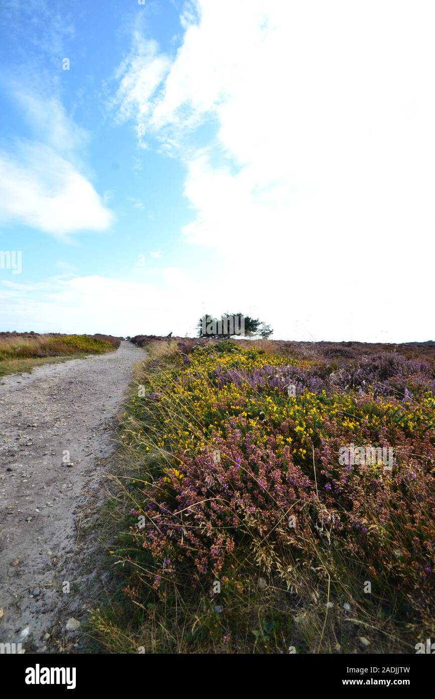 Bella eriche a Dunwich Heath, Suffolk, Regno Unito Foto Stock