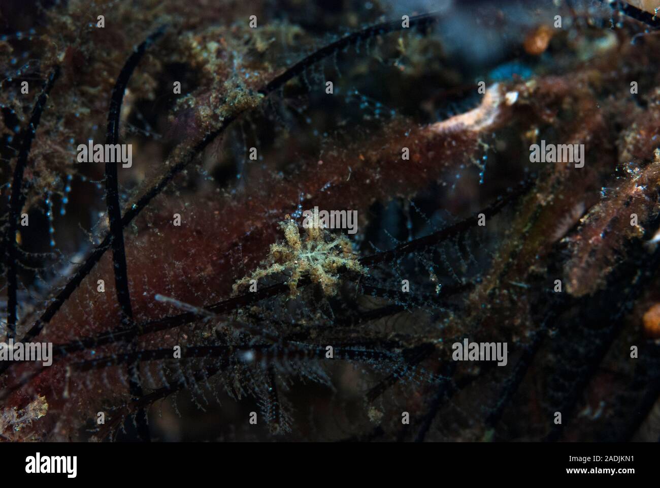 Pycnogonid - Mare Spider Foto Stock