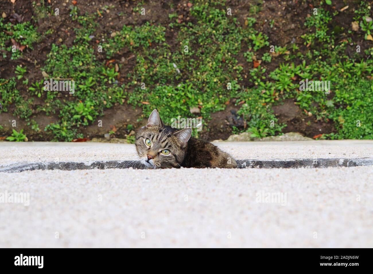 Gatto seduto su un davanzale e guardando in alto Foto Stock
