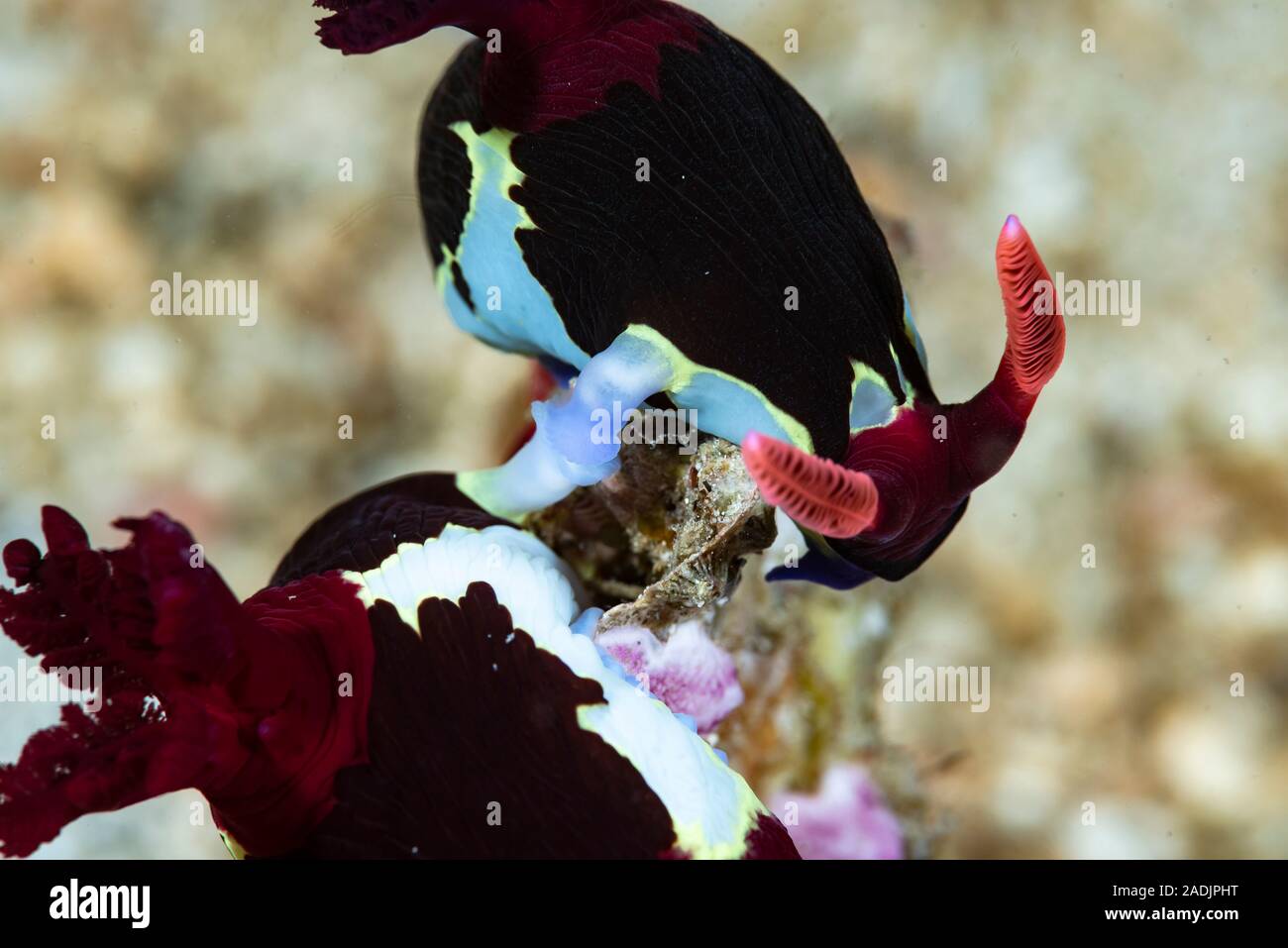 Nembrotha chamberlaini Nudibranch,l'accoppiamento Foto Stock