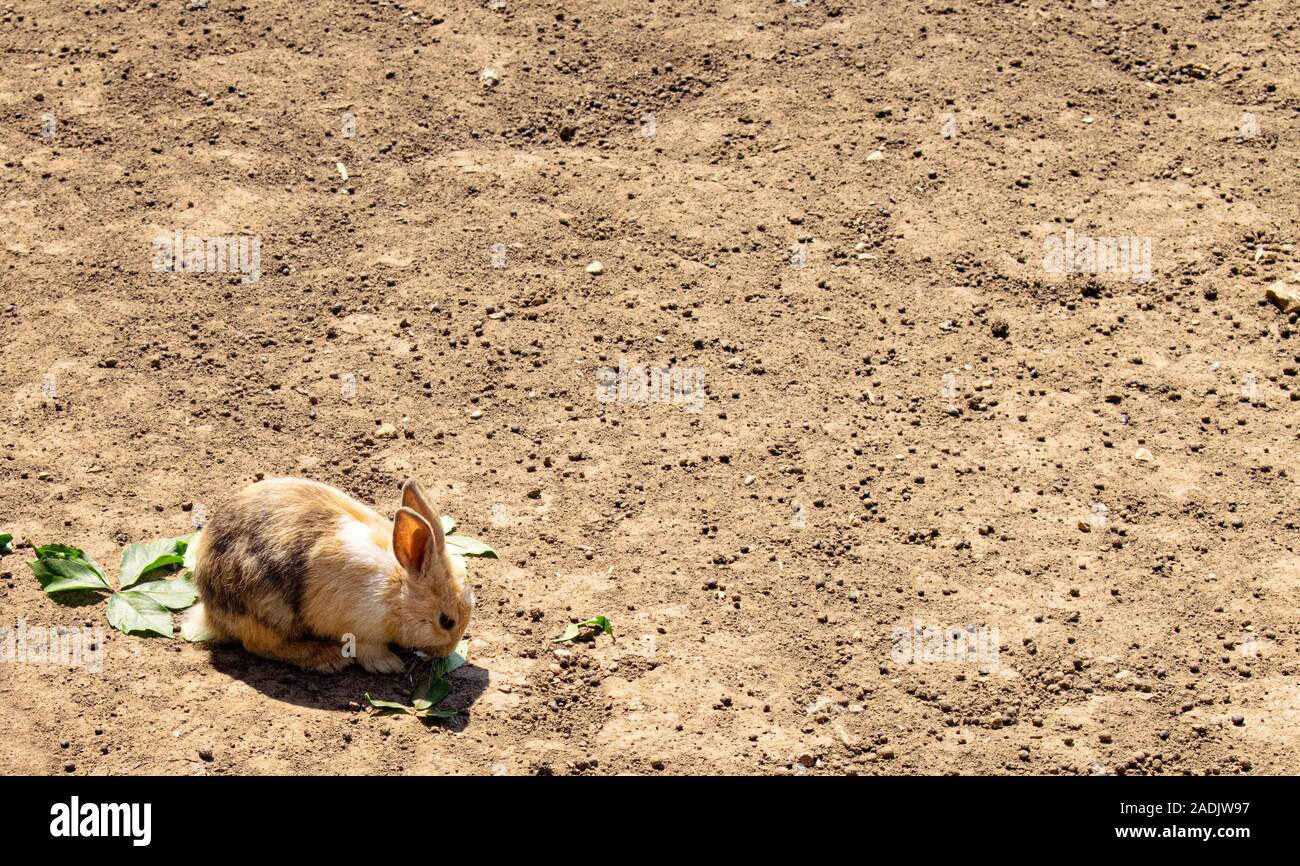 Baby coniglio verde a mangiare le foglie fresche. Composizione con un sacco di spazio per il tuo testo. Foto Stock