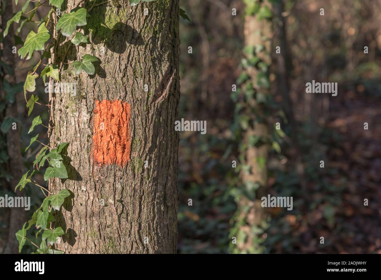 Sentiero arancione sfolgora sul tronco di albero (US & stile canadese). Sfolgora segnavia rotta in modo che altri possano seguire dietro in modo sicuro. Segno è per 'Continuare dritto' Foto Stock
