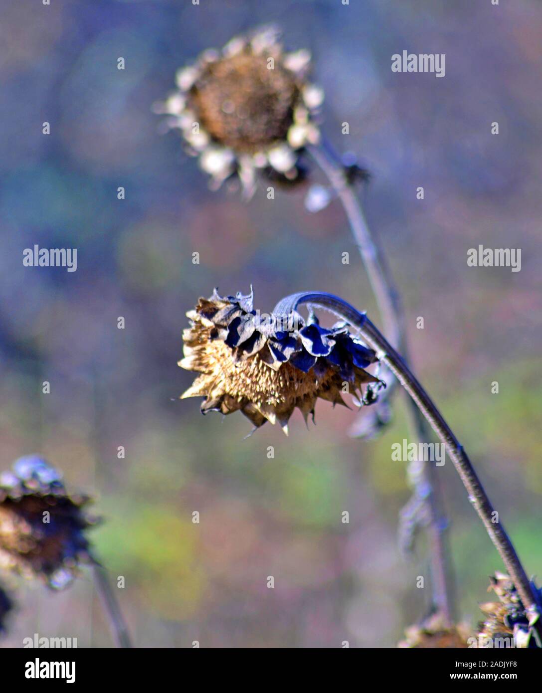 Girasole appassito impianto sul campo nel novembre,autunno del concetto Foto Stock