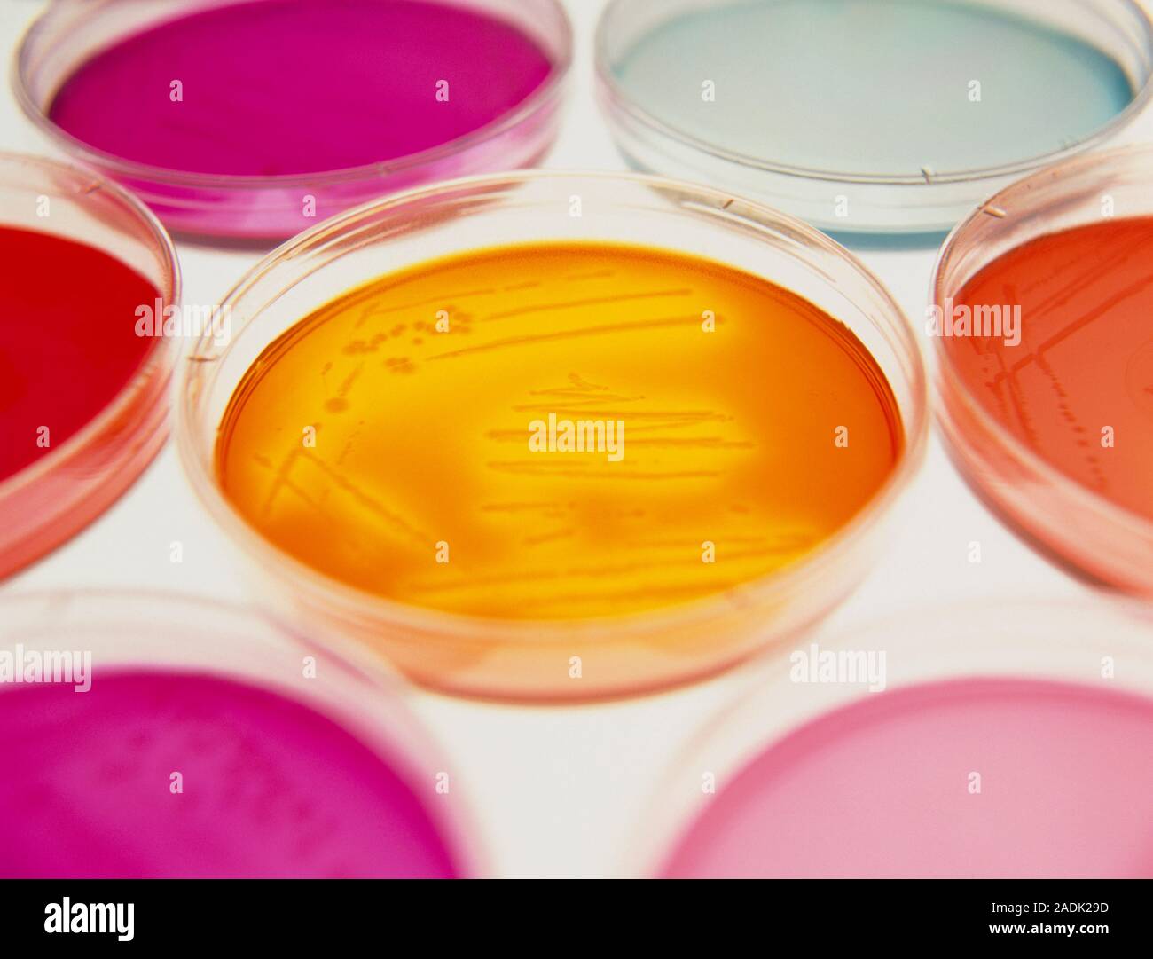 Coltura batterica. Vista delle piastre di Petri contenenti le colture  batteriche. Queste piastre di Petri vengono riempite con colori diversi  terreni agar nutrienti su wh Foto stock - Alamy