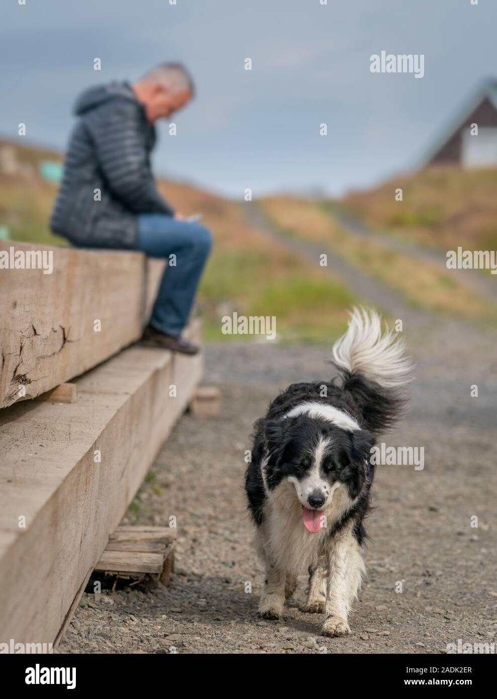 L uomo e il suo cane, Flatey Isola, Breidafjordur, Westfjords, Islanda Foto Stock