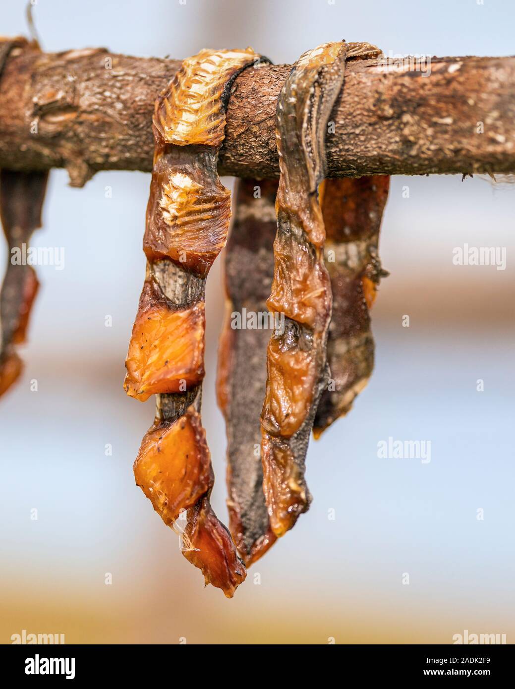 Appendere ciclottero con piccole mosche, Flatey Isola, Westfjords, Islanda Foto Stock