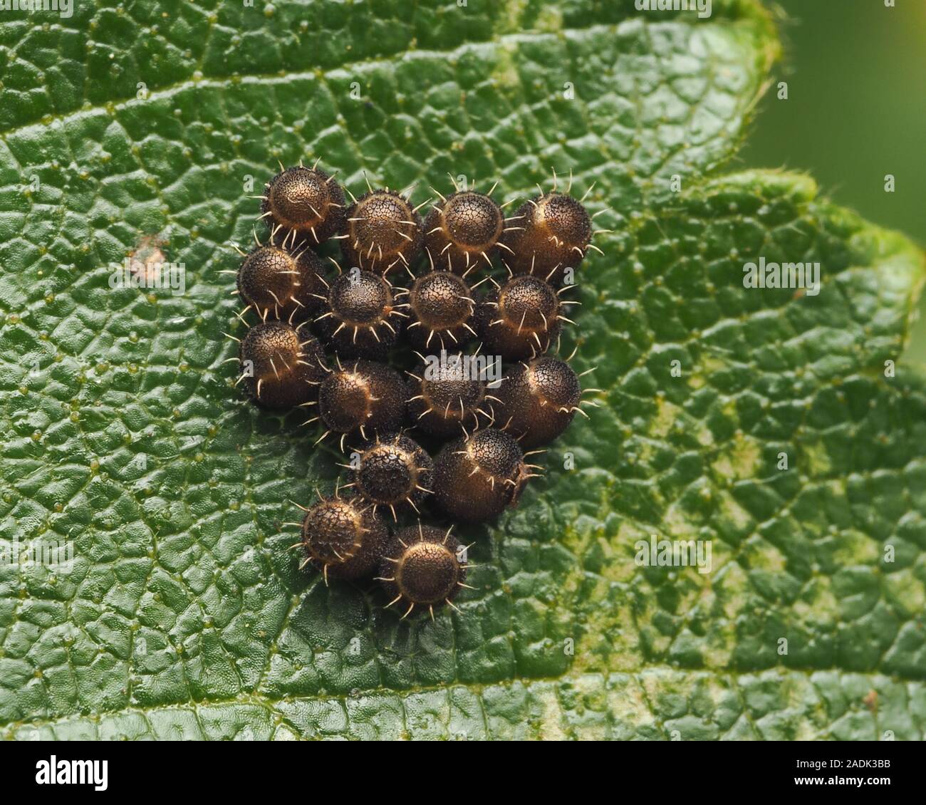 Bronze Shieldbug uova (Troiolo luridus) attaccato alle foglie di betulla. Tipperary, Irlanda Foto Stock