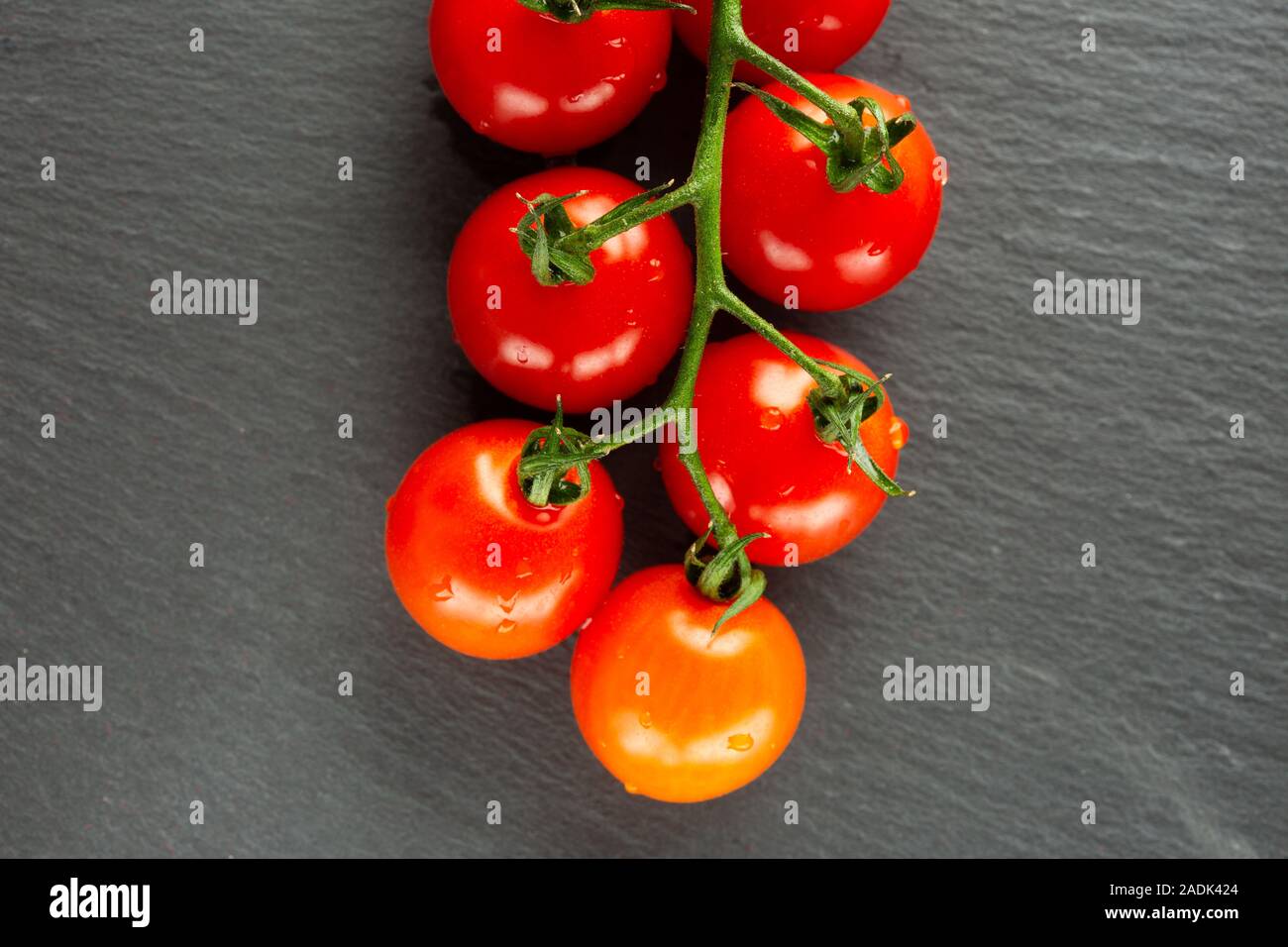 Mature pomodori rossi sul ramo cercando pulito e umido Foto Stock