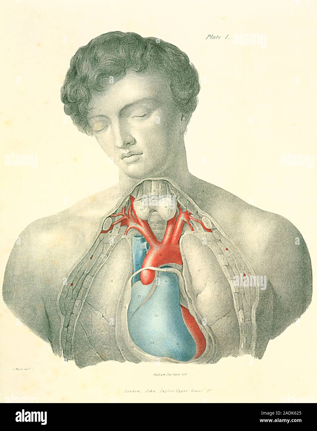 Il cuore e i vasi sanguigni. Illustrazione storica di una dissezione, rivelando il cuore e i suoi vasi sanguigni. Il cuore del ventricolo destro (blu, inferiore Foto Stock