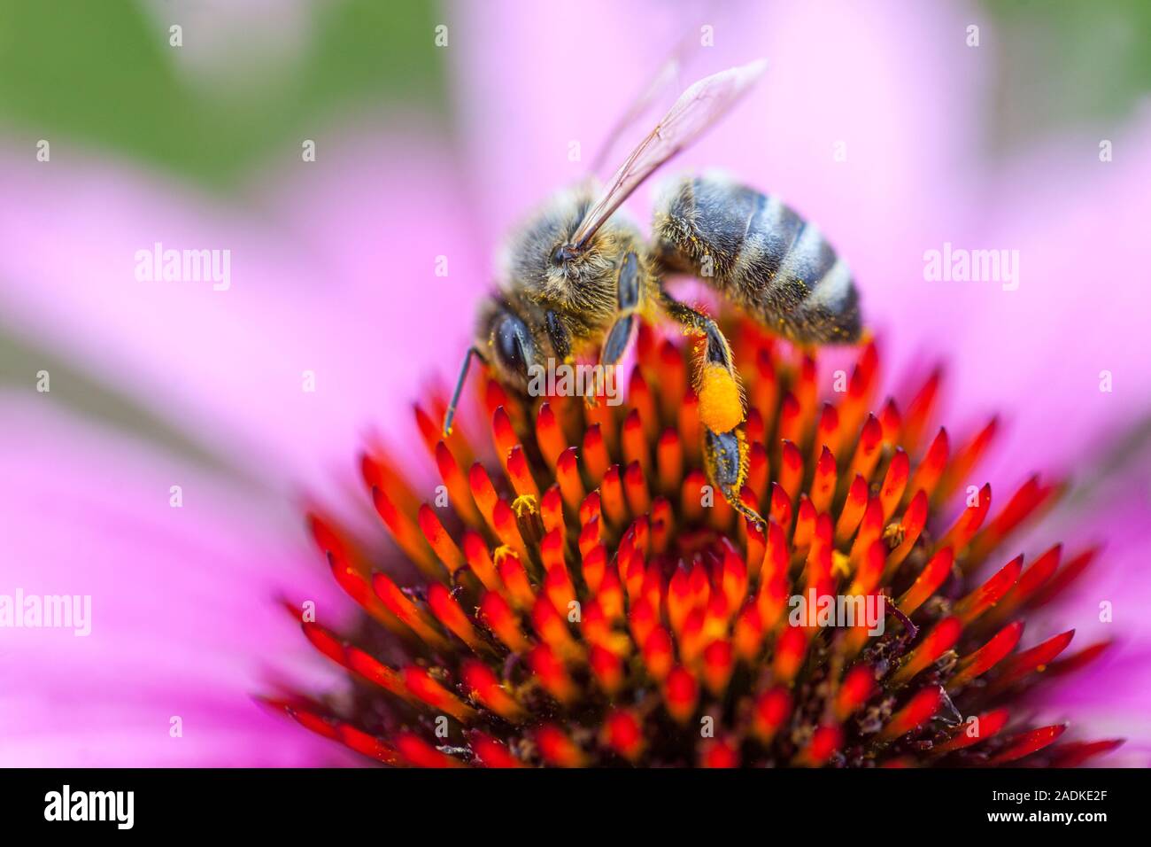 European Honey Bee sul nettare di alimentazione dei fiori Coneflower Close Up sacco di polline Echinacea ape Cone Closeup bee su cono di coneflower Foto Stock