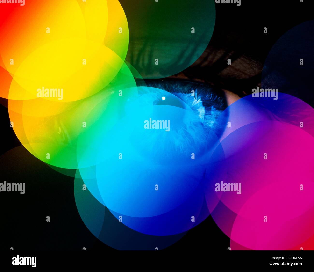 Ishihara Colour Vision Test Book per carenza di colore 24 piastre con manuale utente