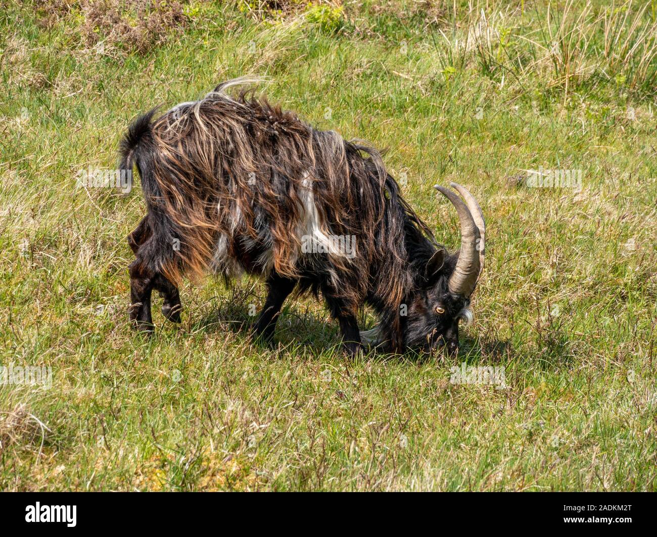 Nero / marrone capelli lunghi selvatici selvatici dalle lunghe corna di capra fissando lo sguardo sulla verde erba, Isola di Colonsay, Scotland, Regno Unito Foto Stock