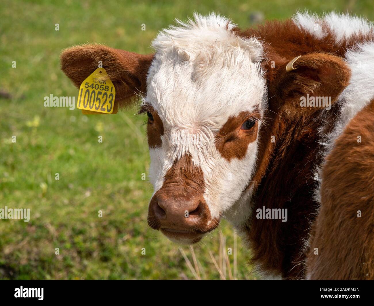 I giovani vitelli con marrone e pelo bianco e giallo di marchi auricolari, Isola di Colonsay, Scotland, Regno Unito Foto Stock