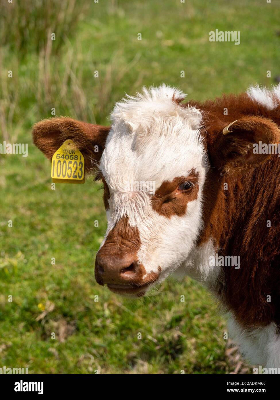 I giovani vitelli con marrone e pelo bianco e giallo di marchi auricolari, Isola di Colonsay, Scotland, Regno Unito Foto Stock