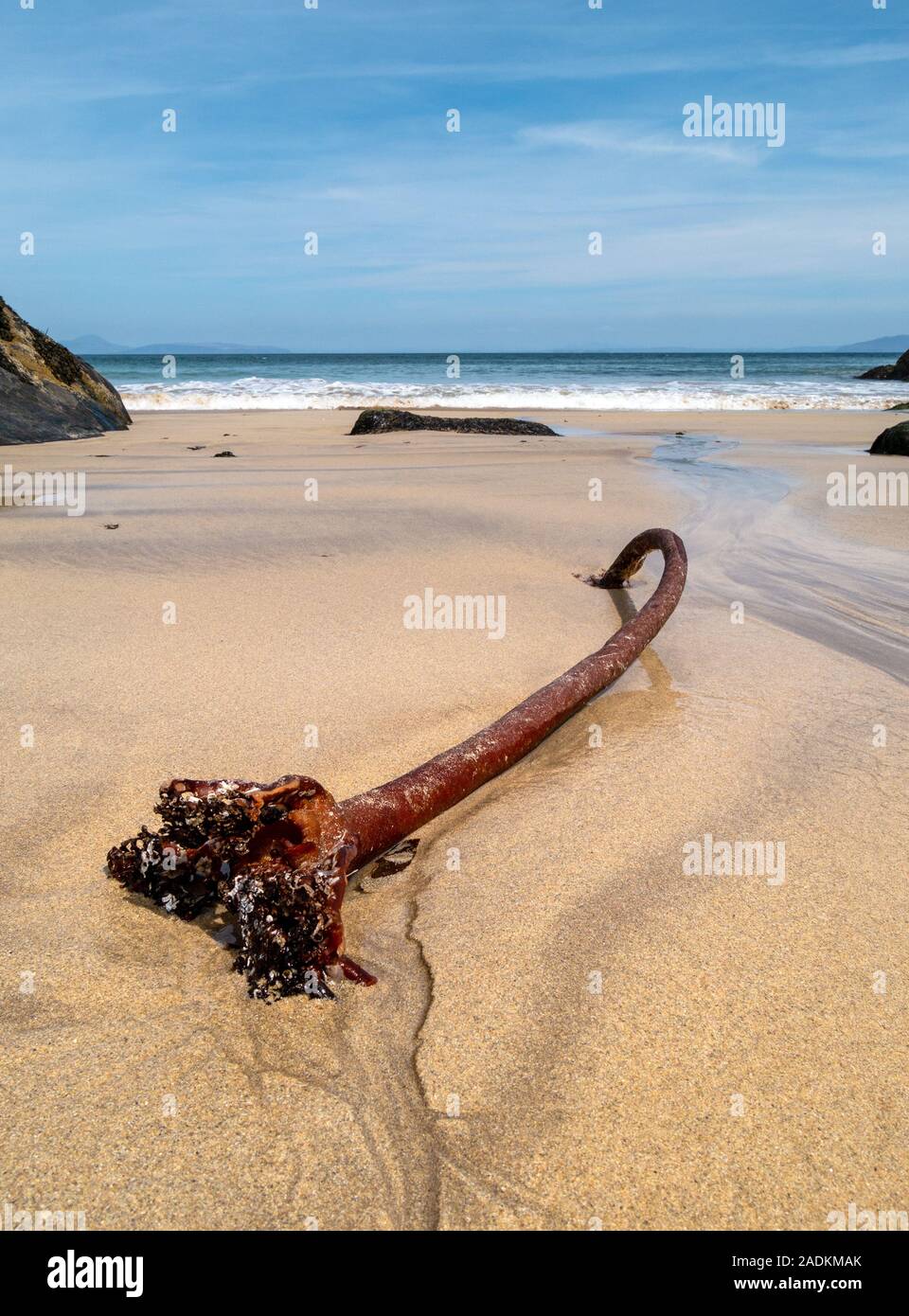 Le alghe di kelp hanno infuso le radici sulle sabbie della spiaggia di Balnahard, isola di Colonsay nelle Ebridi interne, Scozia Foto Stock