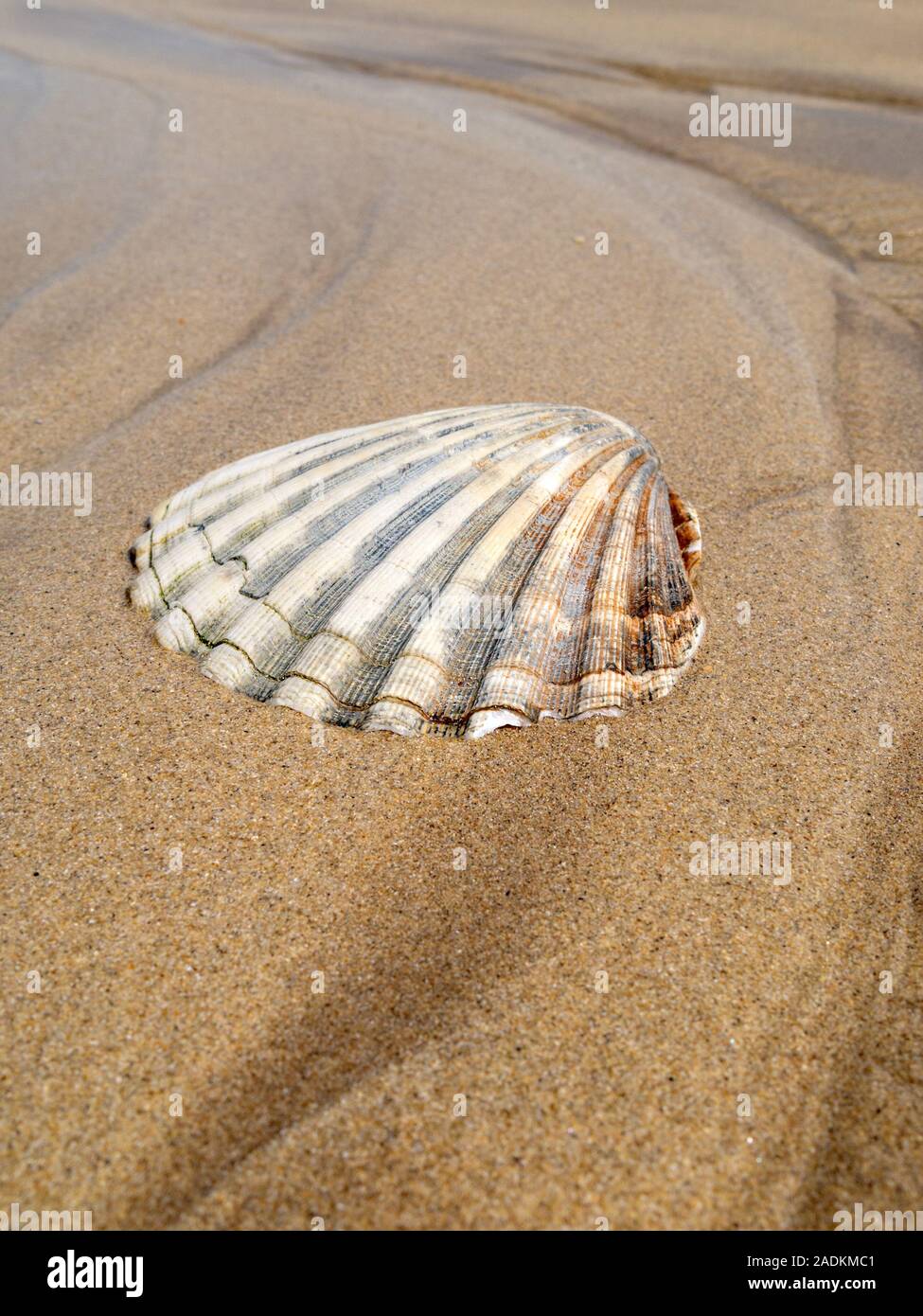 La metà di una grande smerlo shell (Pecten maximus) sulla spiaggia sabbiosa, Scotland, Regno Unito Foto Stock