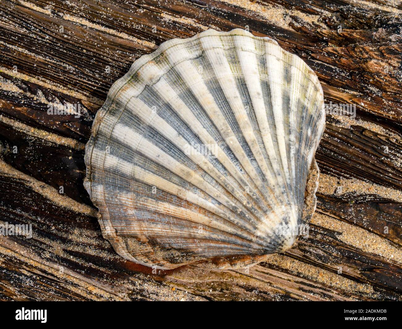 La metà di una grande smerlo shell (Pecten maximus) giacente sulla sabbia a grana di legno del vecchio driftwood, Scotland, Regno Unito Foto Stock