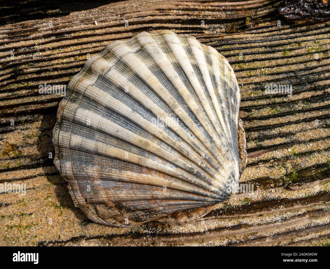 La metà di una grande smerlo shell (Pecten maximus) giacente sulla sabbia a grana di legno del vecchio driftwood, Scotland, Regno Unito Foto Stock