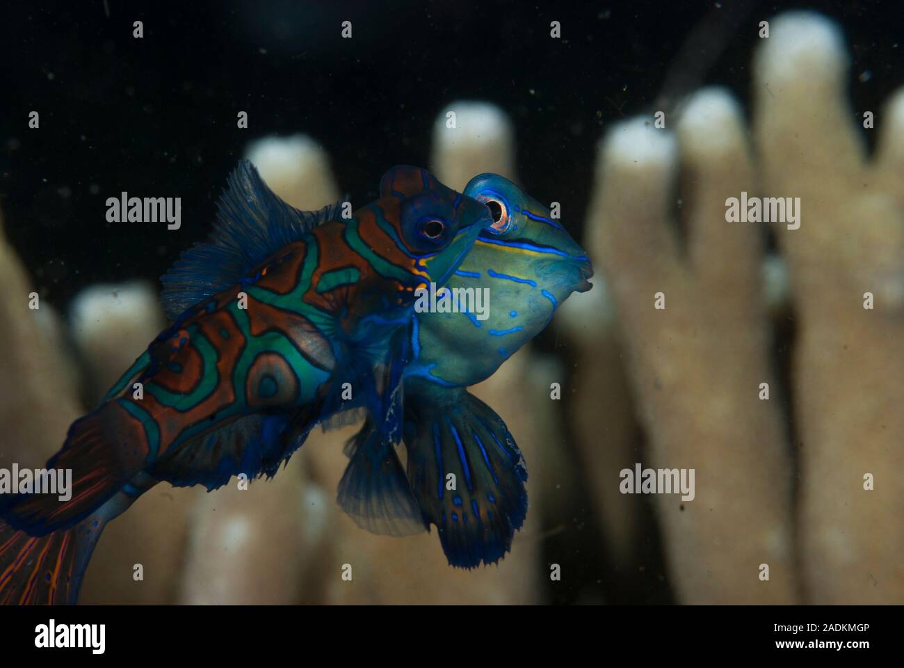 Pesce mandarino solitamente rimane nascosto dentro il corallo durante il giorno. L'accoppiamento 'DANCES' inizia al tramonto. Foto Stock