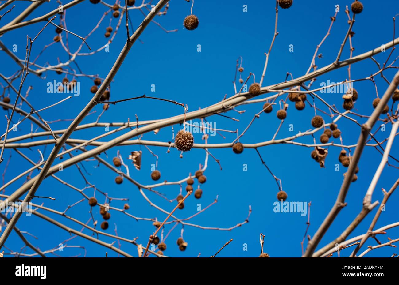 La ricerca di un piano di Londra a rami di alberi in inverno giornata soleggiata con un cielo blu. Albero piano (Platanus x hispanica) Foto Stock
