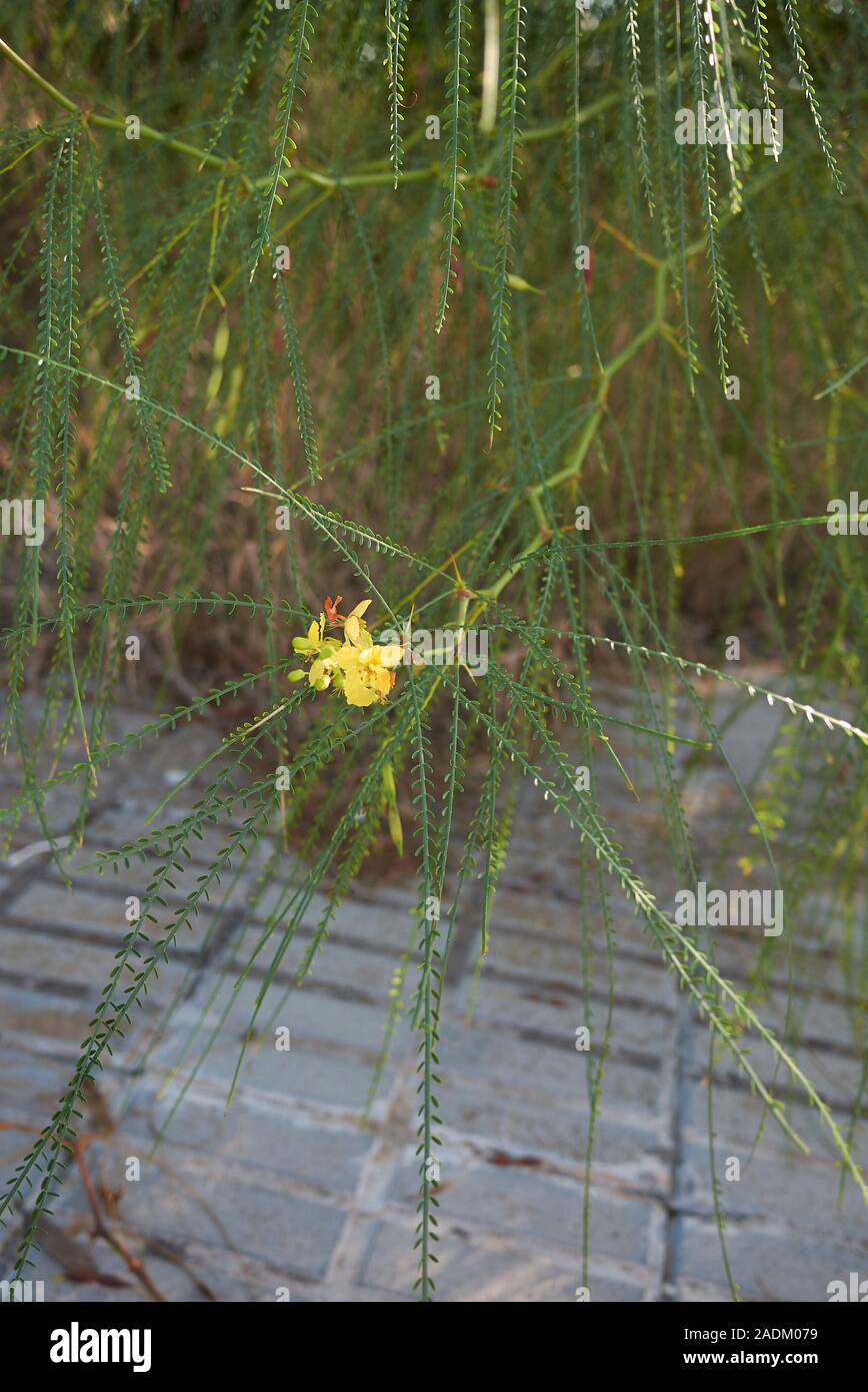 Parkinsonia aculeata filiale vicina fino Foto Stock