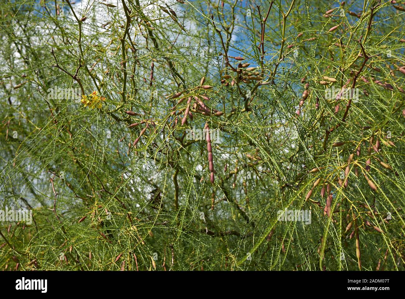 Parkinsonia aculeata filiale vicina fino Foto Stock