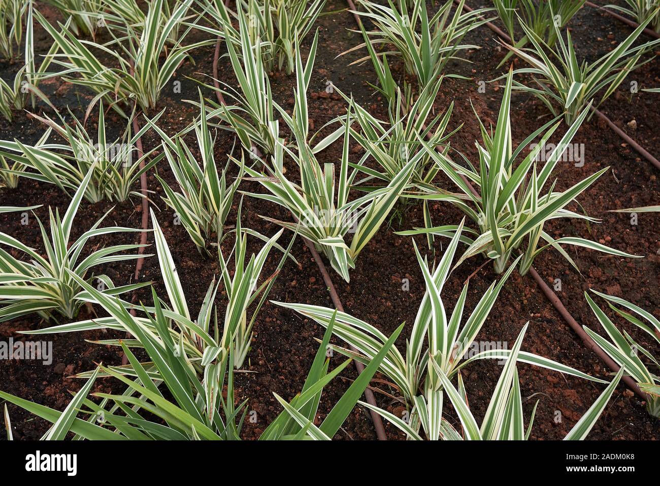 Il fogliame variegato di Phormium tenax variegatum pianta Foto Stock