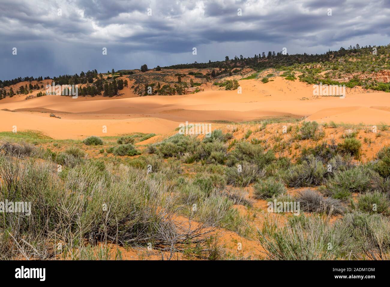 Coral Pink Sand Dunes State Park vicino a Kanab, Utah Foto Stock