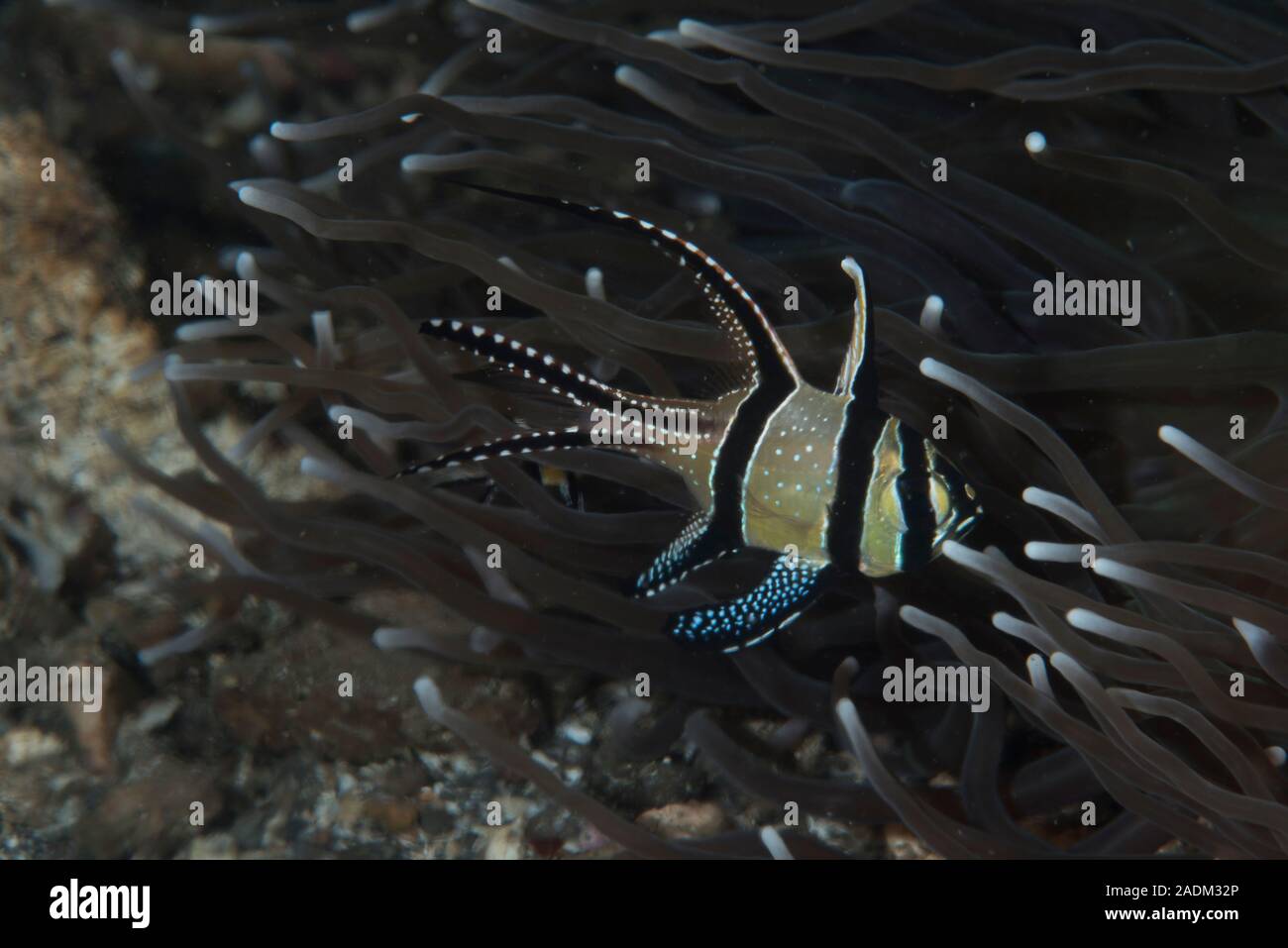 Banggai Cardinalfish Pterapogon kauderni Foto Stock
