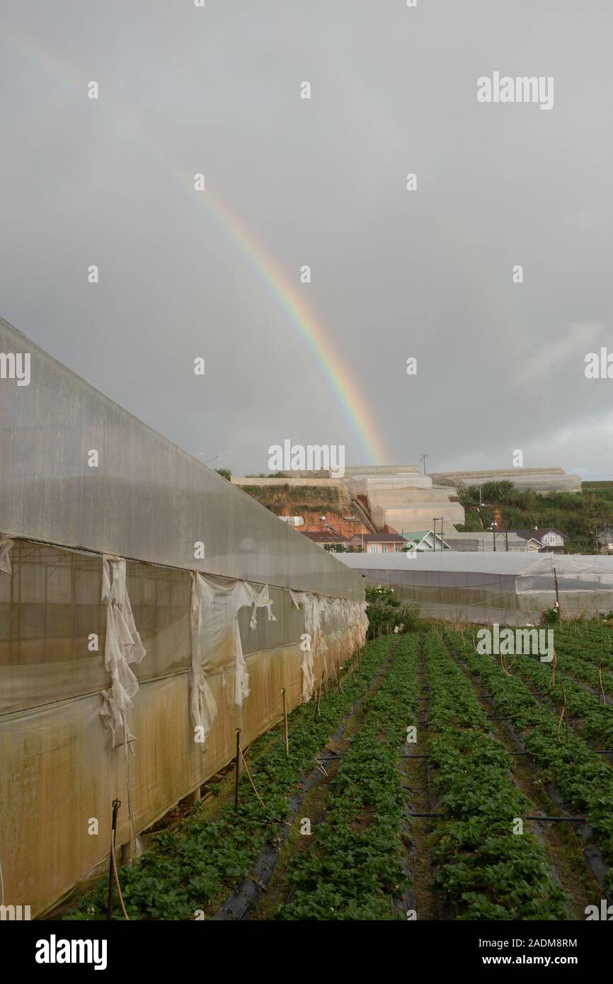 Un arcobaleno come visto da un campo di fragole di Dalat, Vietnam Foto Stock
