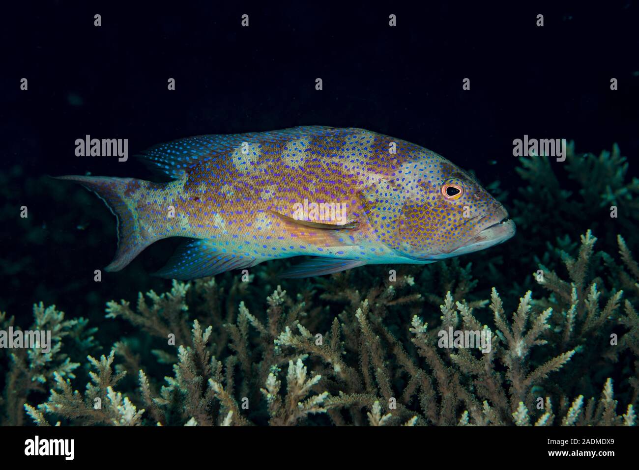 Fotografia subacquea di vita marina, creature marine Foto Stock