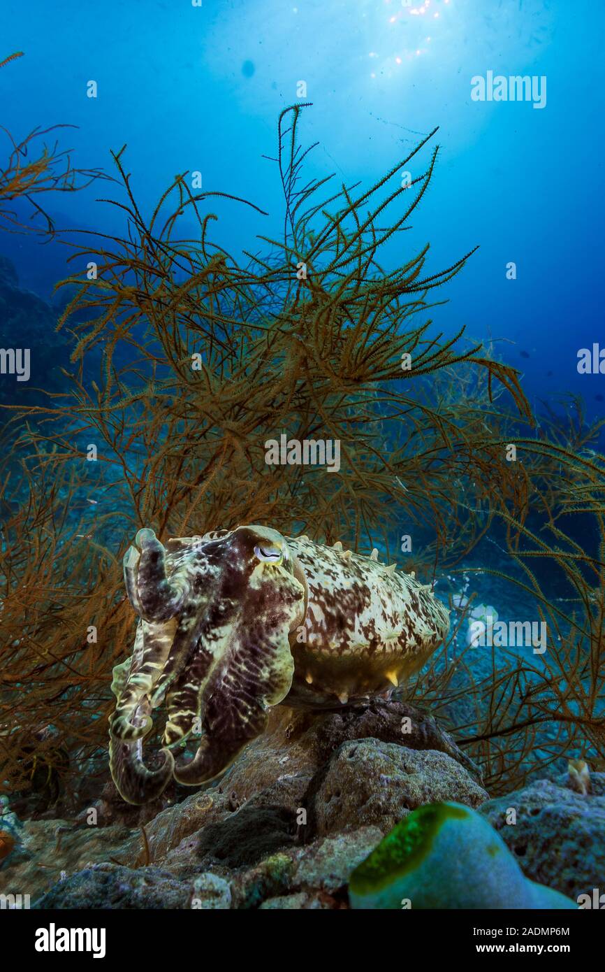 Raja Ampat Tropical Coral Reefs Indonesia Foto Stock