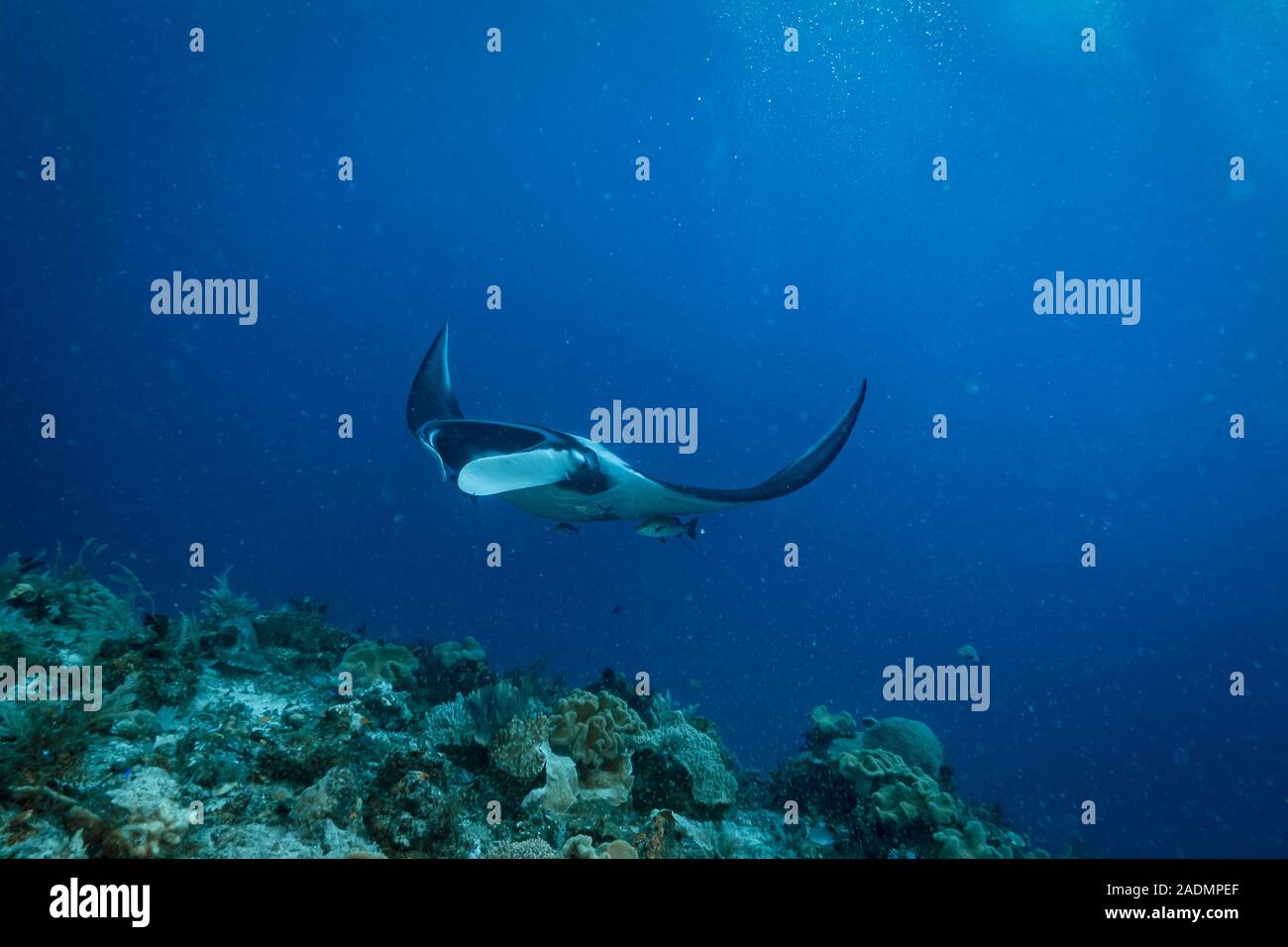 Manta Ray birostris Mobula Foto Stock