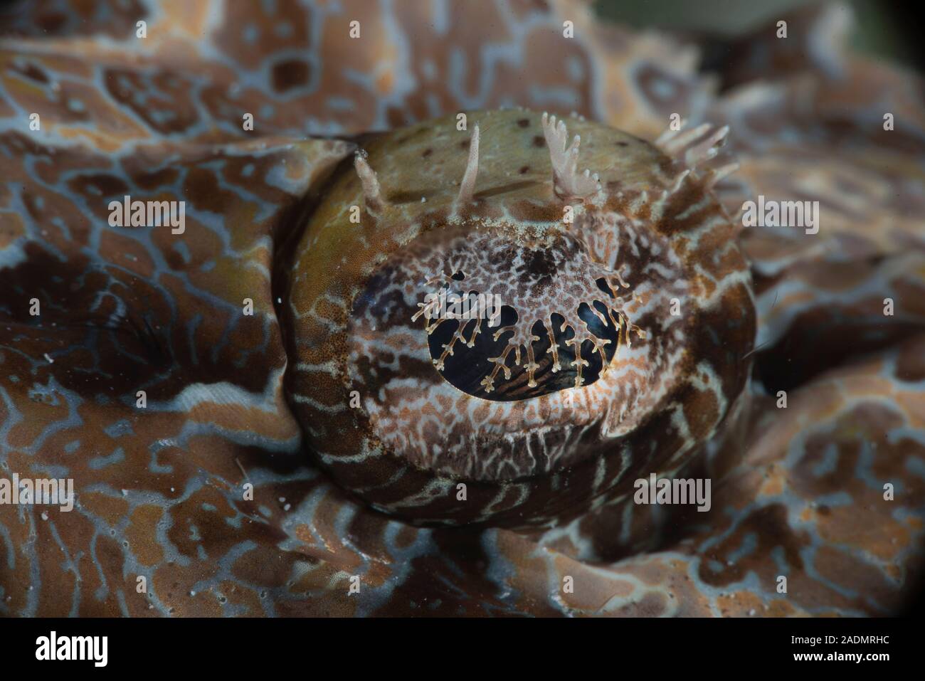 Fotografia subacquea di vita marina, creature marine Foto Stock